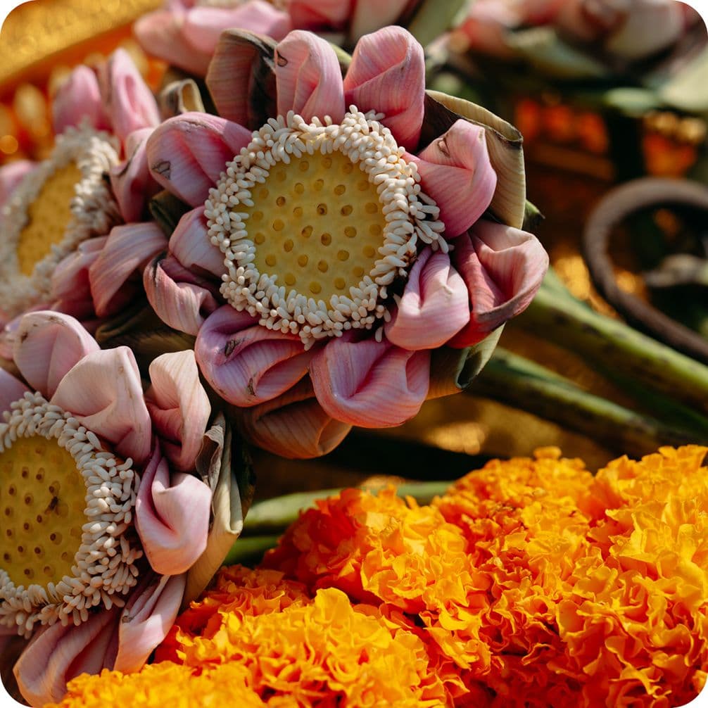 Close-up of pink lotus flowers with exposed yellow seed pods and white stamens, beside a cluster of bright orange marigolds.