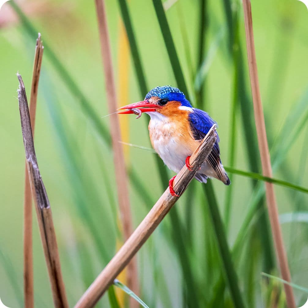 A vibrant kingfisher with blue and orange plumage perches on a reed, holding a small fish in its beak against a blurred green background.