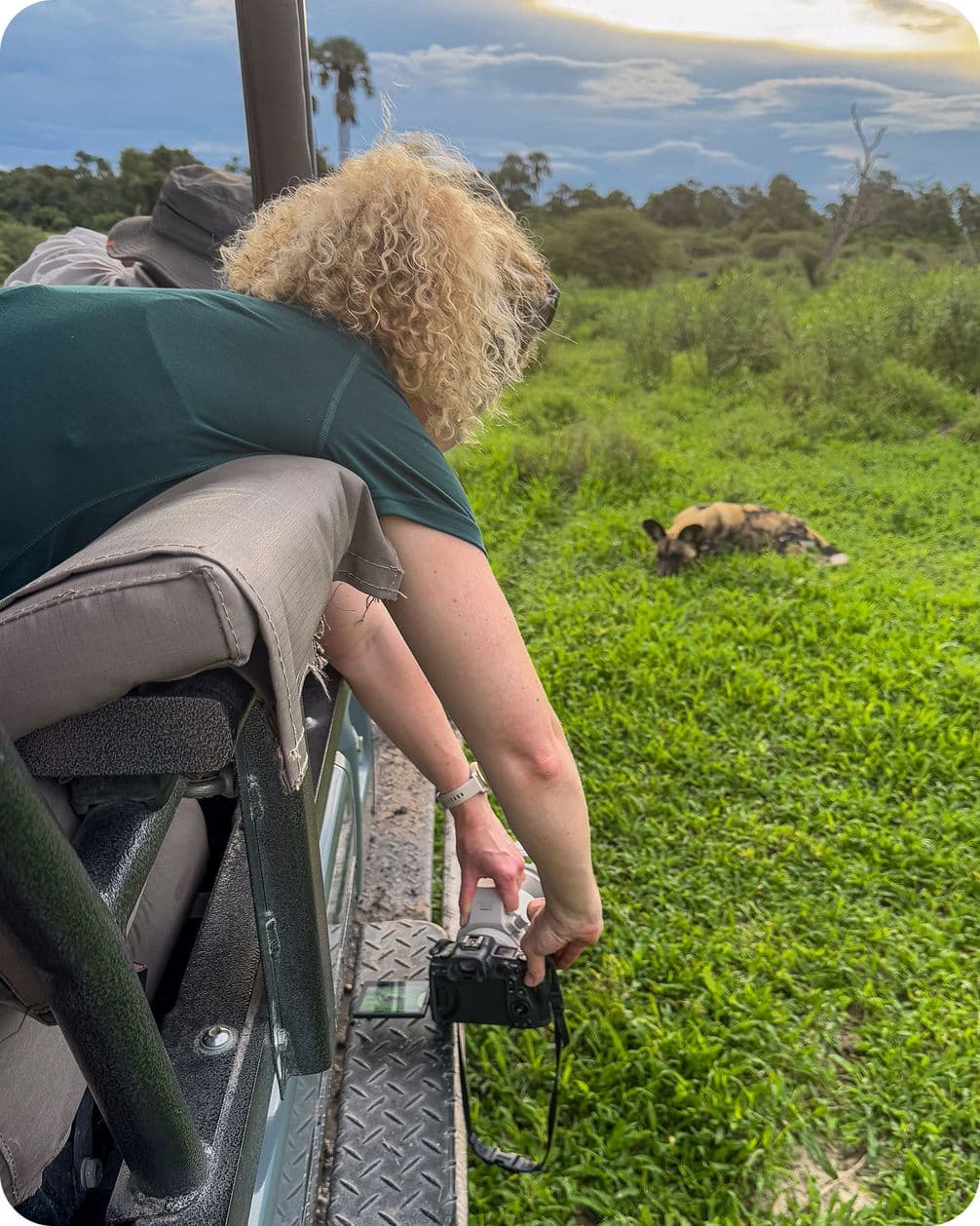 Person with curly hair photographing a wild dog from a safari vehicle in a grassy landscape.