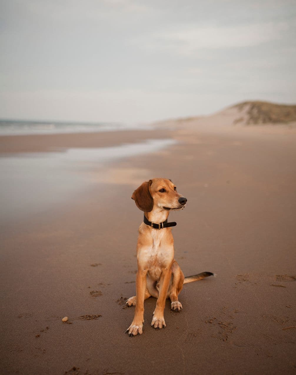 A dog photographed sat on the wet sand of a beach