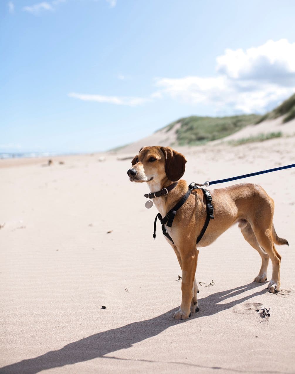 A dog photographed standing on a sandy beach
