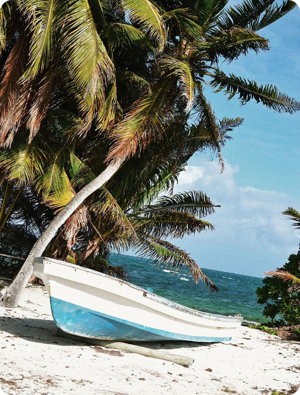 White-and-blue rowboat resting on sandy beach beneath leaning palm trees, turquoise ocean and clear blue sky in background.