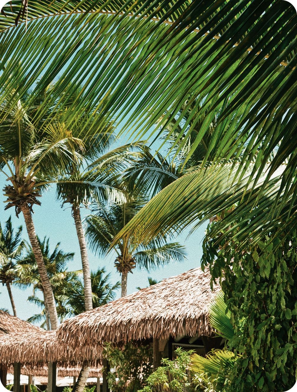 Palm fronds framing thatched-roof huts amid lush tropical foliage under a clear blue sky.