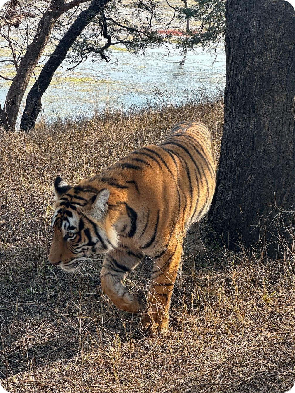 A tiger walks gracefully through dry grass near a tree, with a river visible in the background.