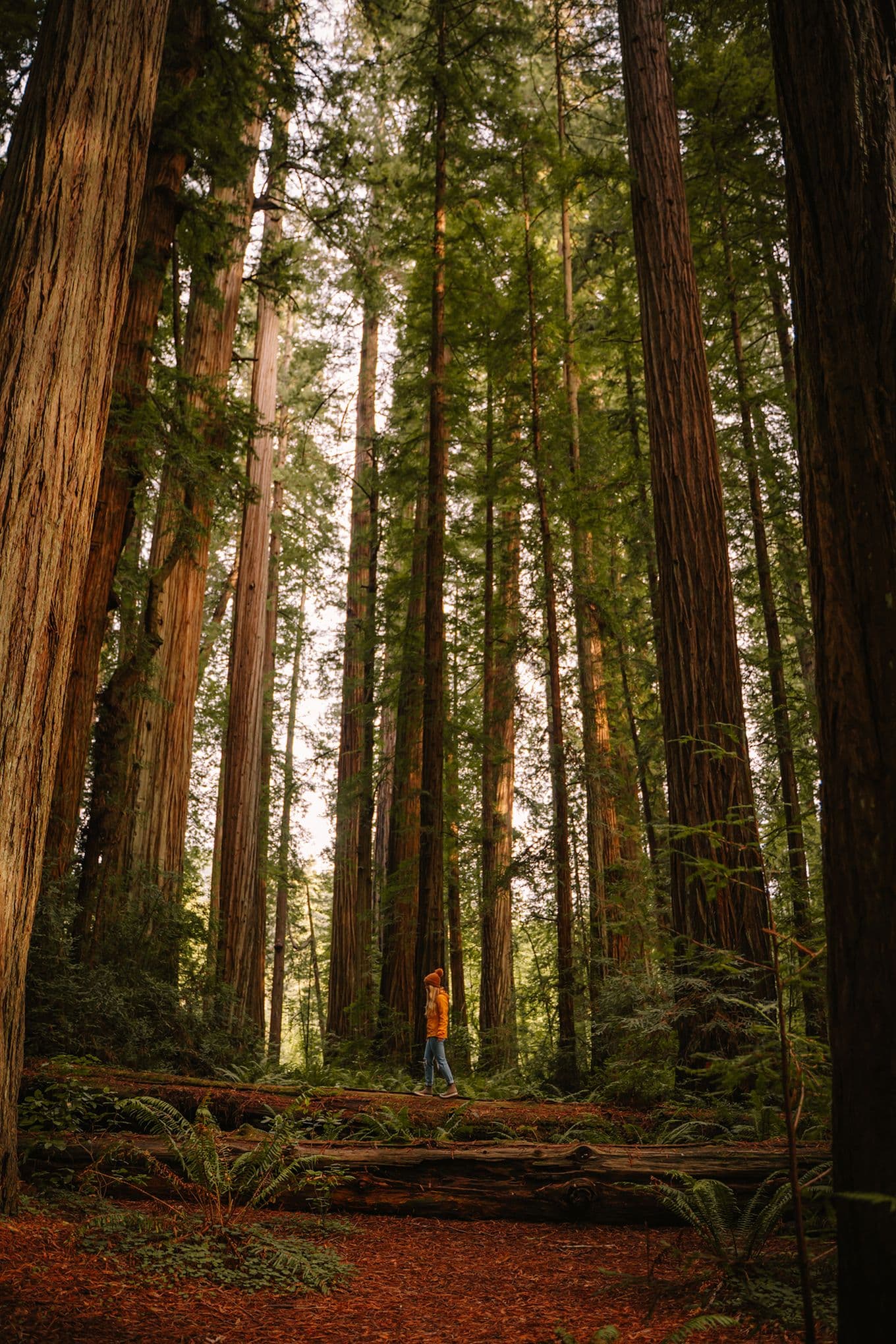 Sophie in a yellow jacket walks among towering redwood trees in a forest, surrounded by lush greenery and a carpet of fallen leaves.