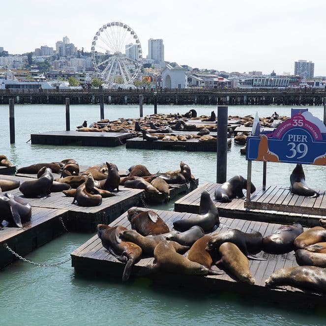 Scores of sea lions basking on Pier 39, San Francisco