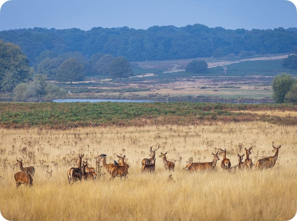 A herd of deer with antlers stand in a grassy field, surrounded by trees and a distant lake under a clear blue sky.