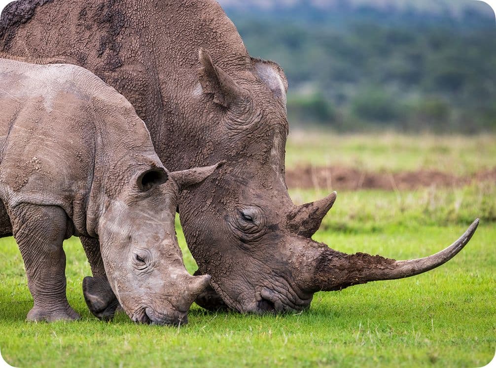 A mother rhinoceros and her calf graze on green grass in a grassy landscape, with a blurred background of trees and hills.