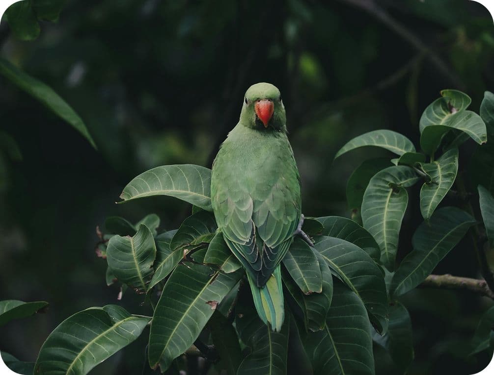 A green parrot with a red beak perched on lush green leaves against a dark, blurred background.