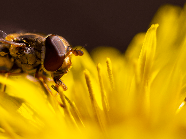 Close-up of a hoverfly with large eyes perched on a vibrant yellow flower, against a dark blurred background.