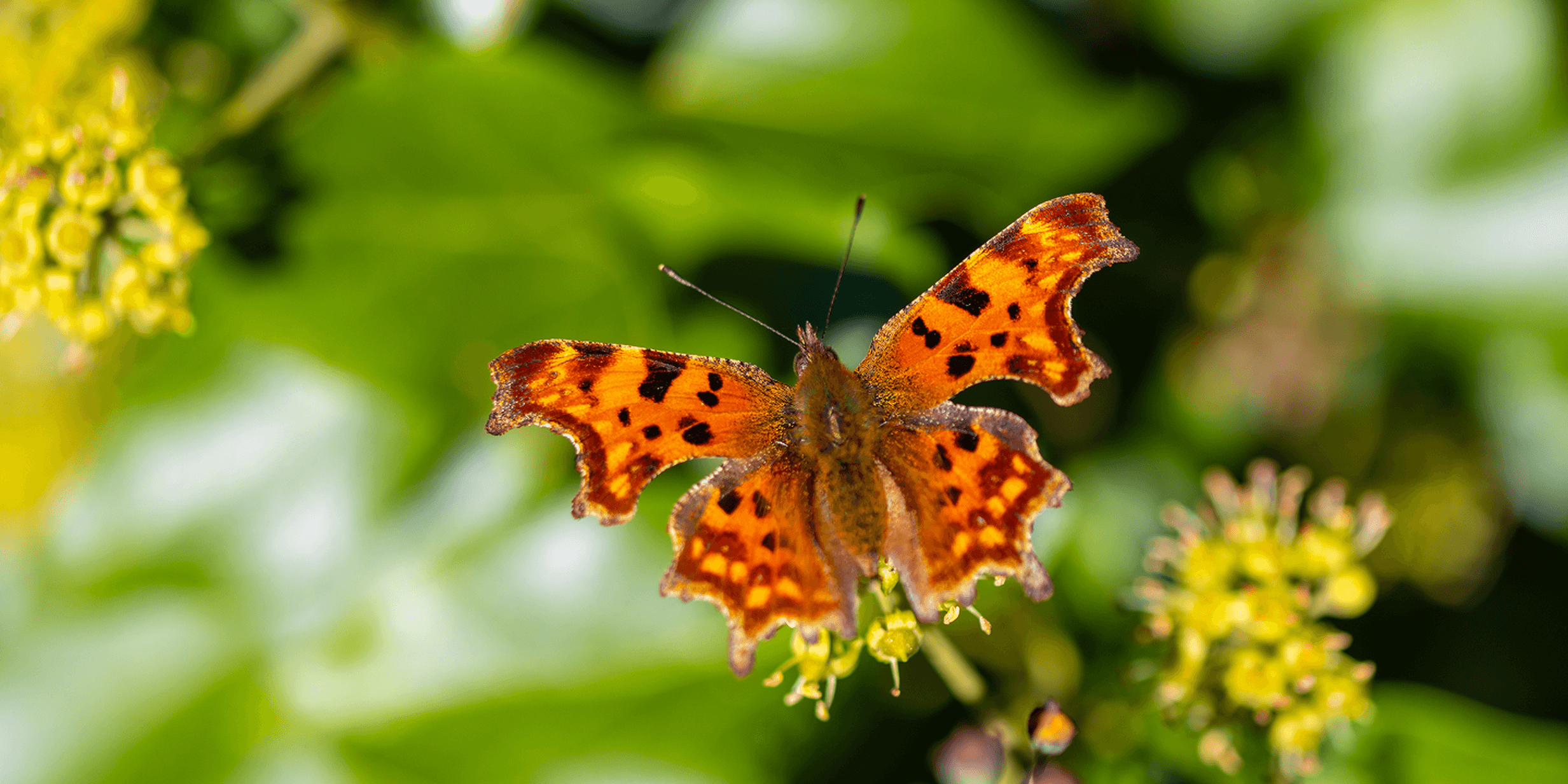 Orange and black butterfly perched on a small flower, surrounded by lush green leaves in a garden setting.