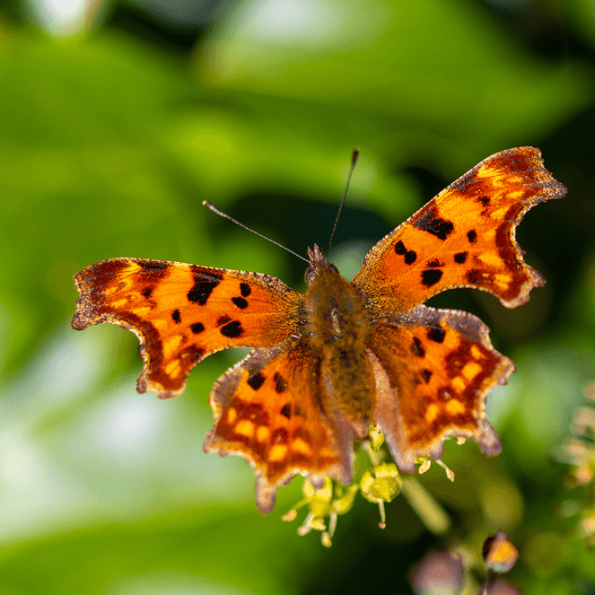 Orange and black butterfly perched on a small flower, surrounded by lush green leaves in a garden setting.