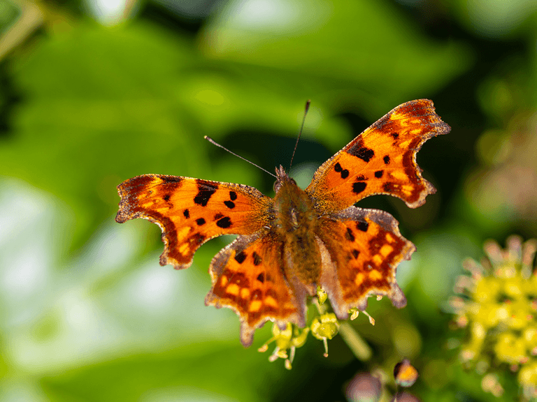 Orange and black butterfly perched on a small flower, surrounded by lush green leaves in a garden setting.