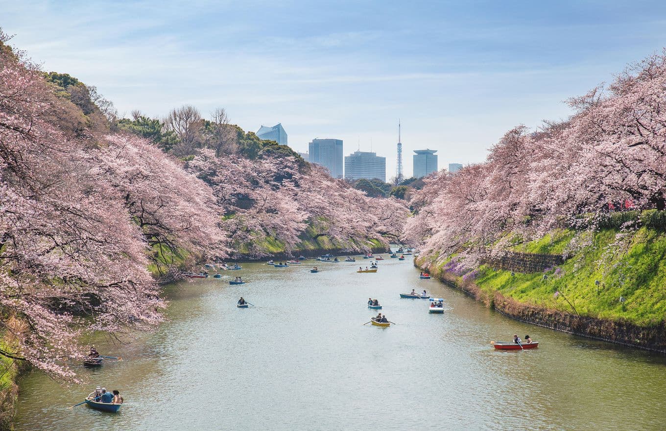 Cherry blossoms in bloom in Tokyo, Japan