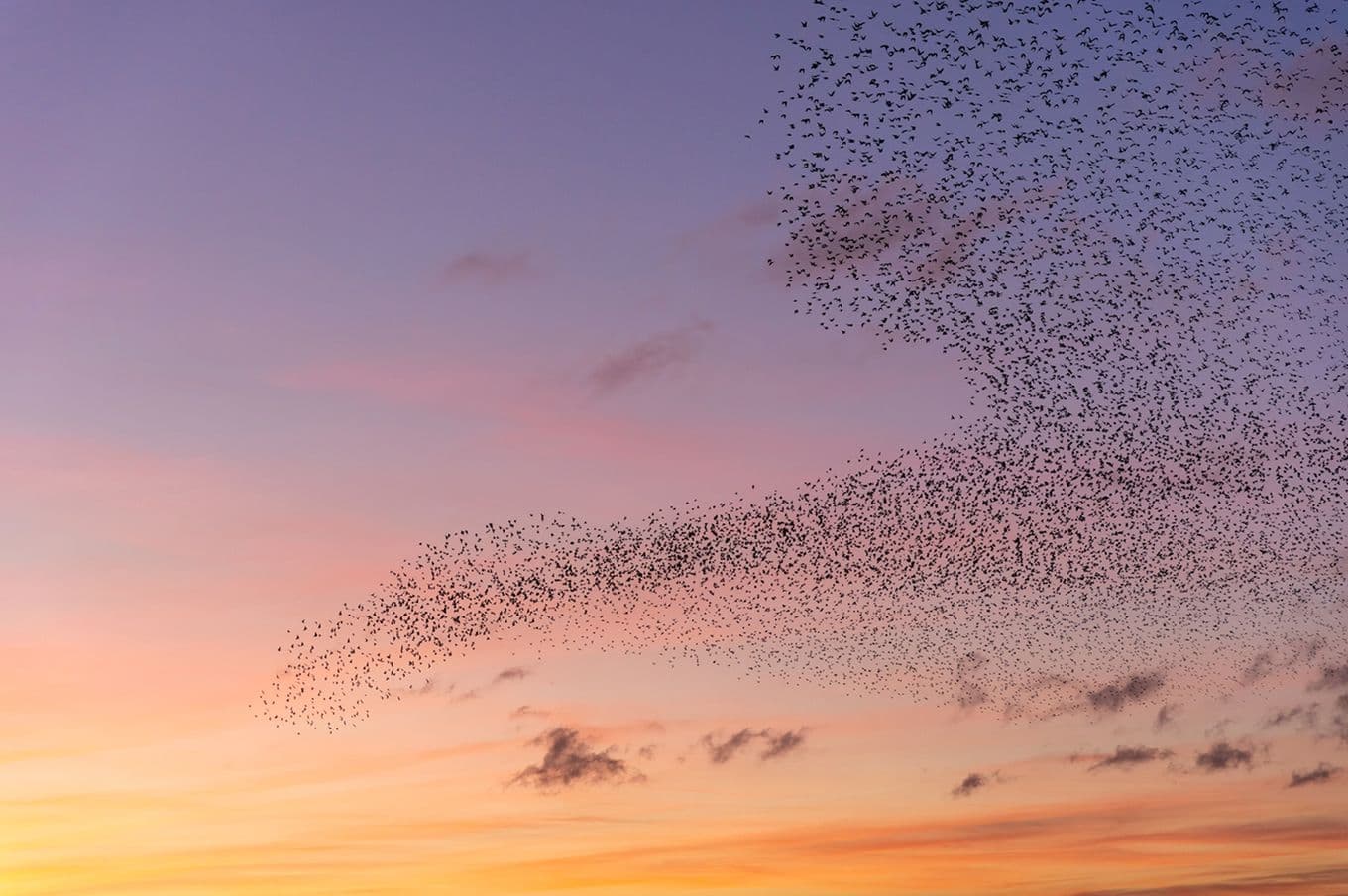 A starling murmuration in the UK, with large groups swooping across the sky.