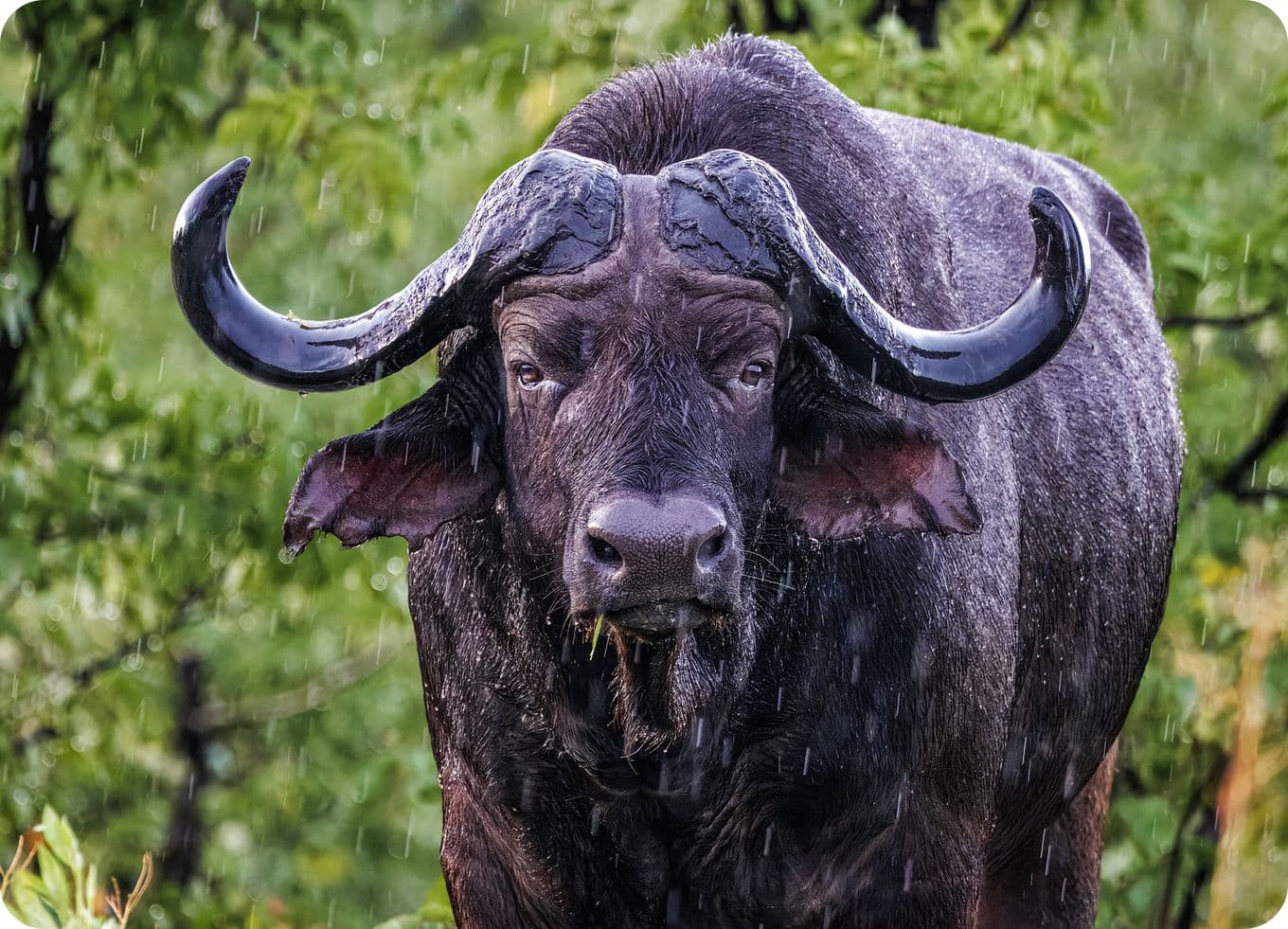 Close-up of a wet buffalo standing in the rain, with large curved horns and a grassy background.