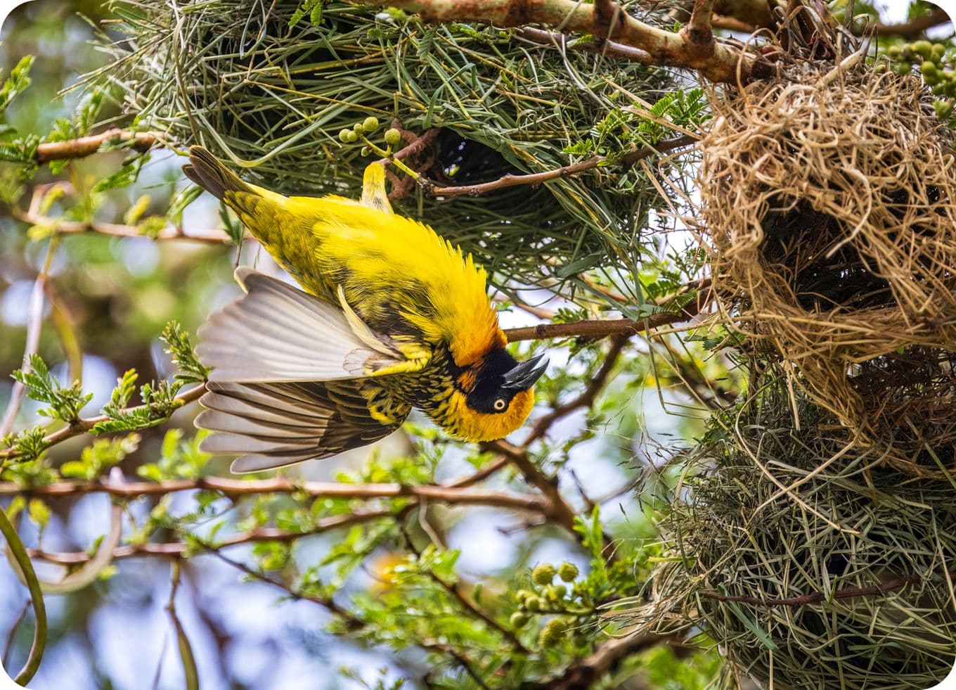 A vibrant yellow weaver bird hangs upside down from a branch, near a woven nest in a tree, surrounded by green foliage.