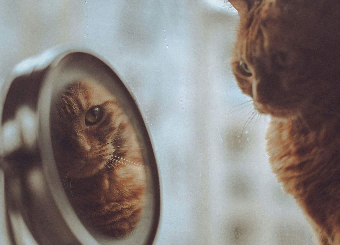 Orange tabby cat gazing at its reflection in a round tabletop mirror by a softly lit window.