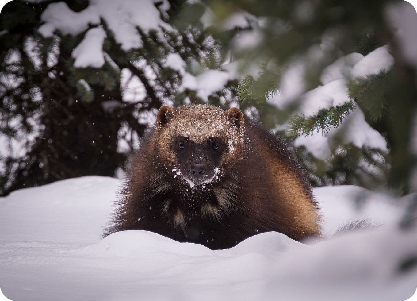 A wolverine with snowy fur crouches in a snowy forest, surrounded by evergreen trees.