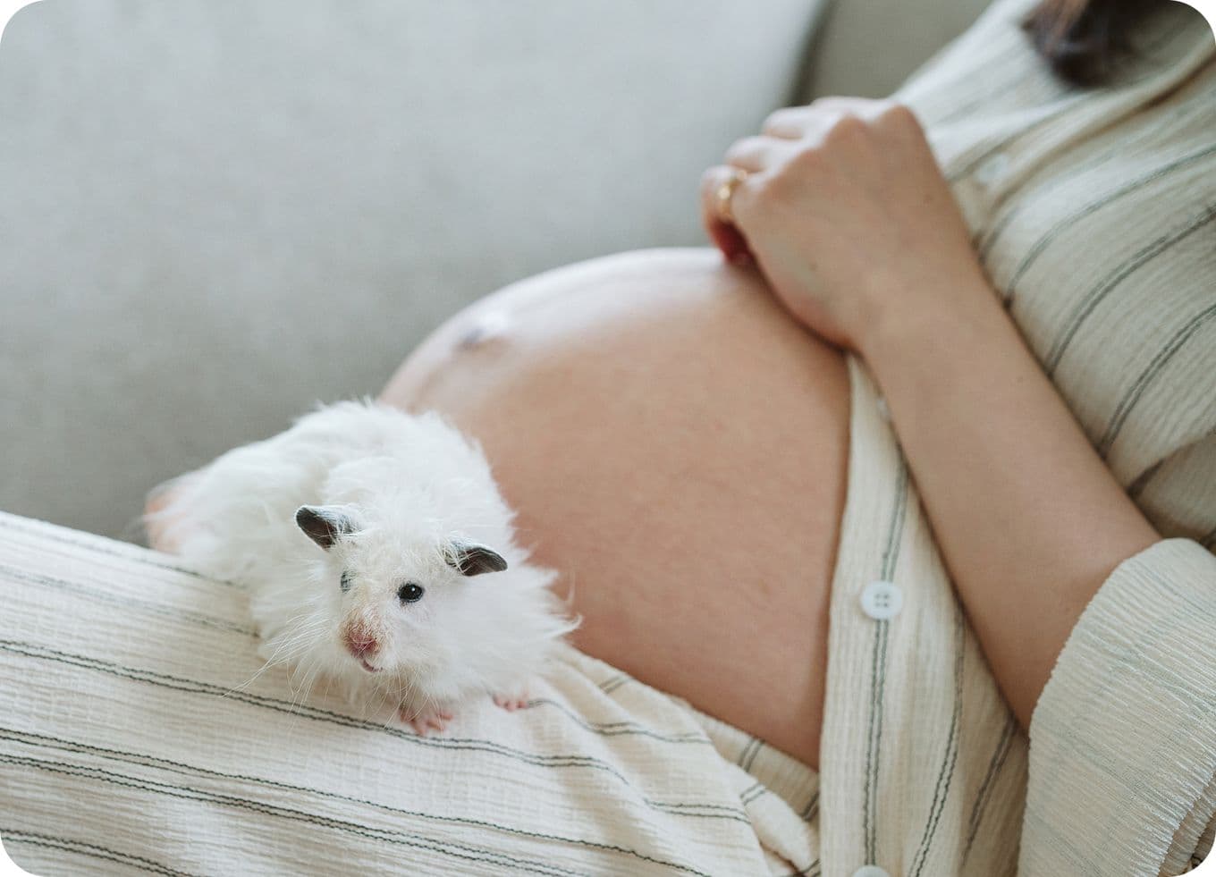 Pregnant person in striped clothing with a white hamster resting on their belly.