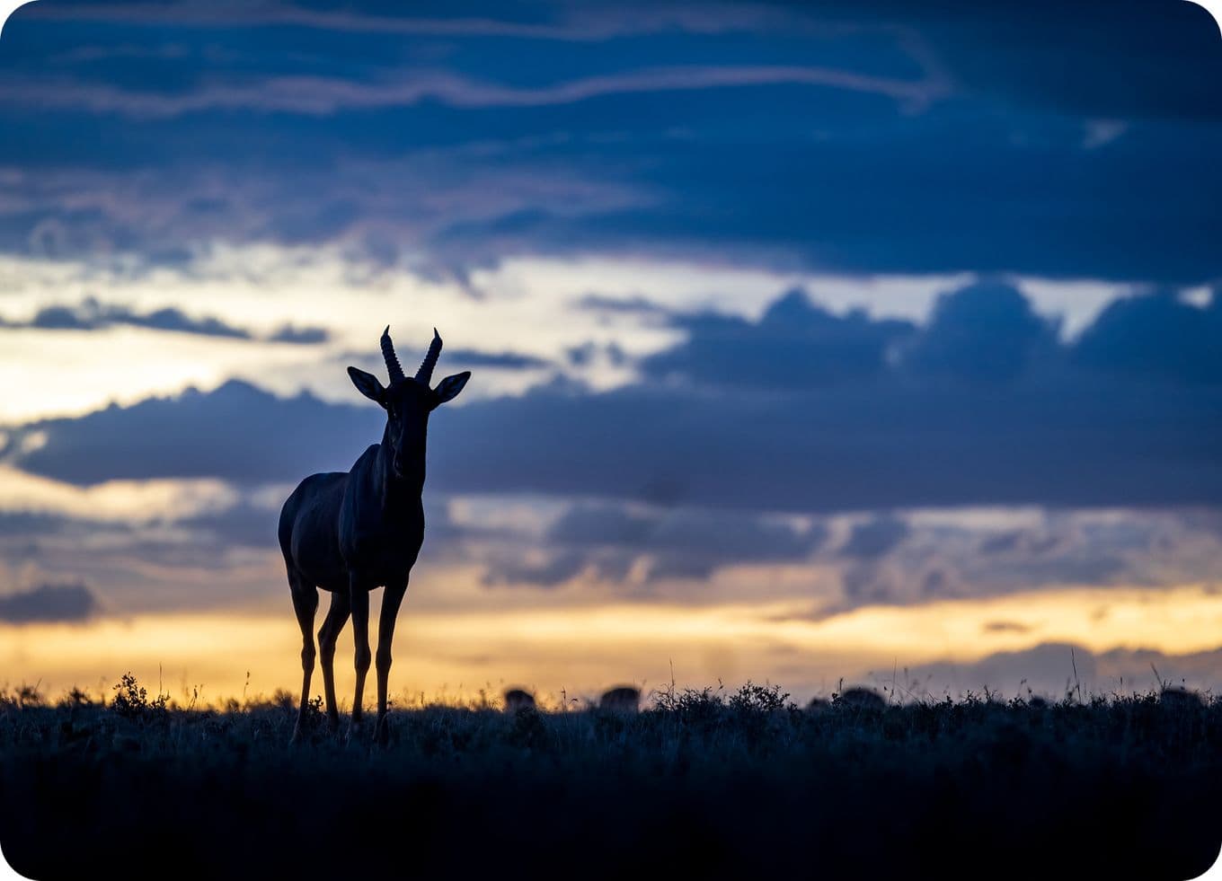 Silhouette of an antelope standing on a grassy plain against a dramatic sunset sky with dark clouds.