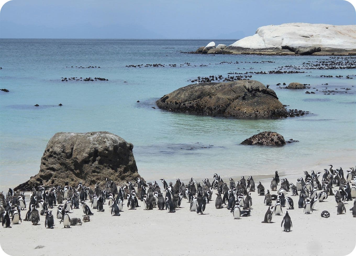 A colony of penguins gathers on a sandy beach with large rocks, clear turquoise water, and distant mountains under a blue sky.