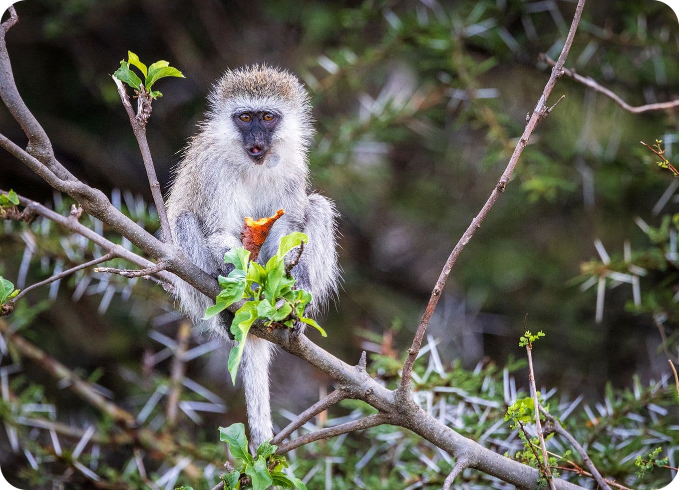 A monkey sits on a branch holding a bright orange fruit, surrounded by green leaves and thorns.