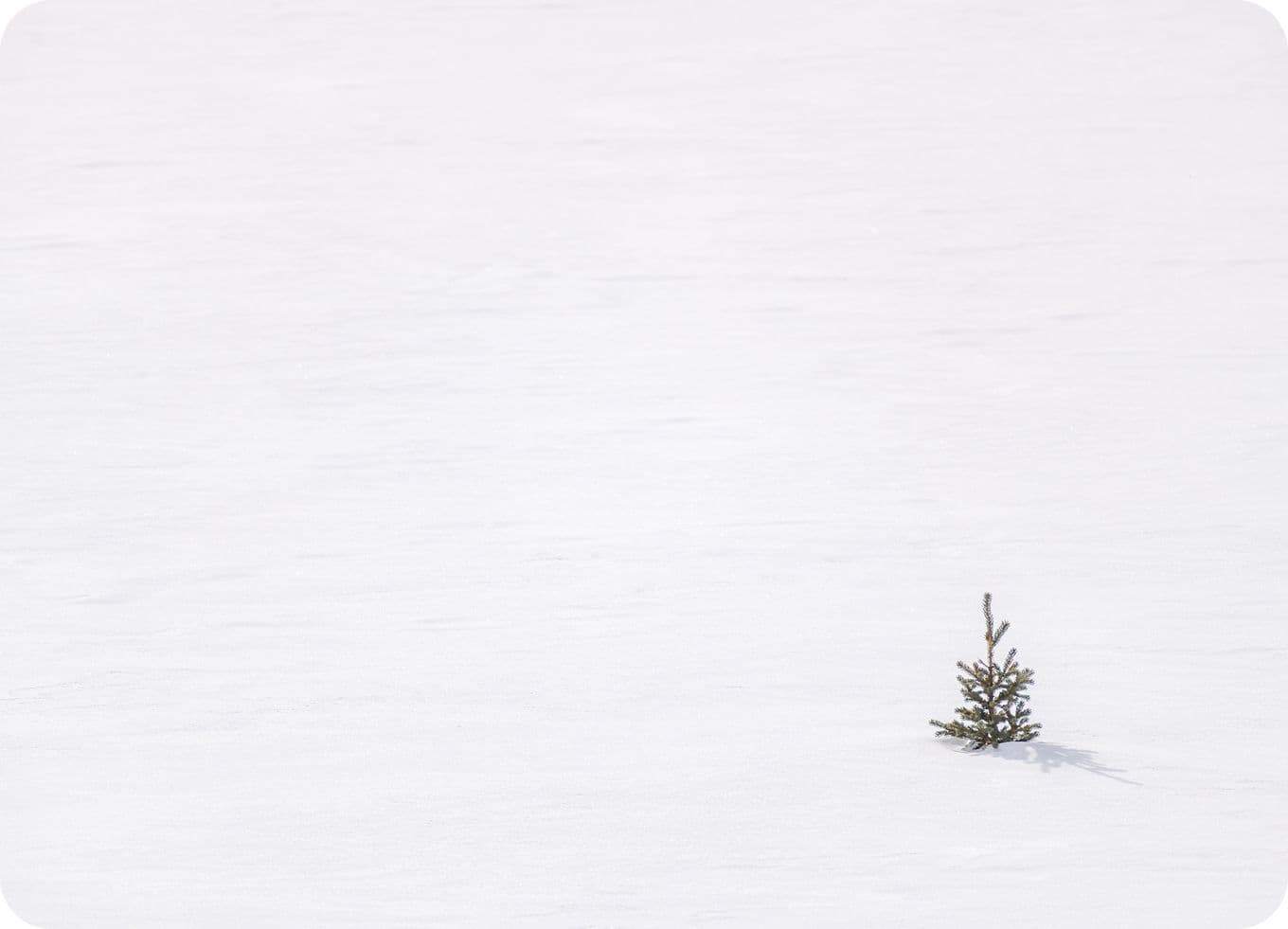 A small evergreen tree stands alone in a vast, snow-covered landscape, creating a stark contrast against the white background.