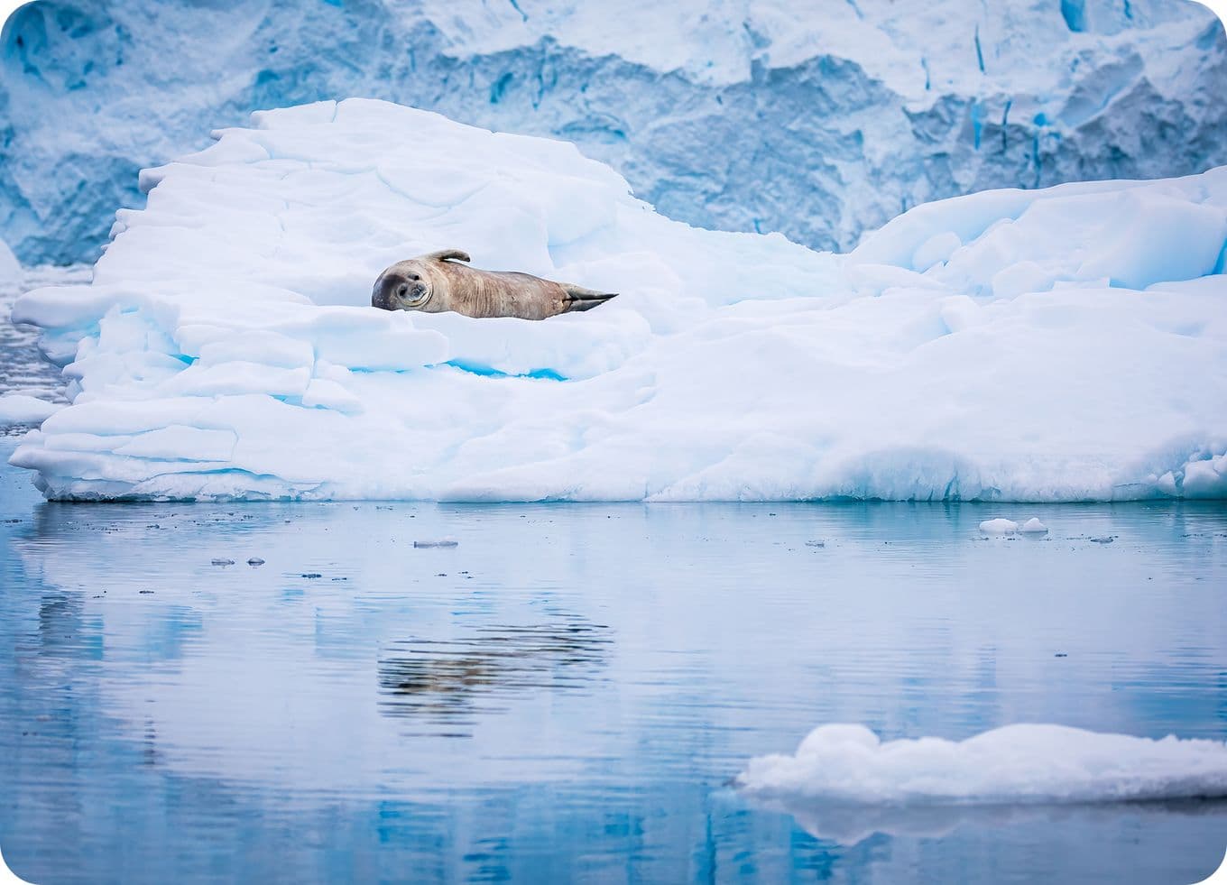 Seal resting on a snow-covered iceberg, surrounded by icy blue water and a backdrop of ice formations.