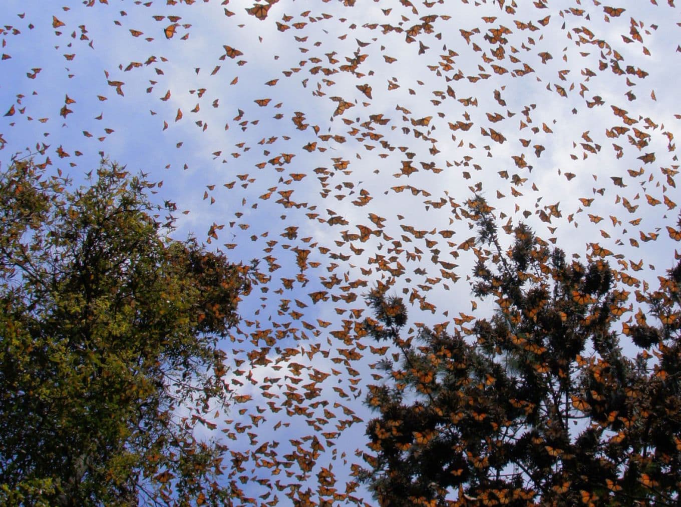 Monarch butterflies migrating in Mexico, swarming through the treetops
