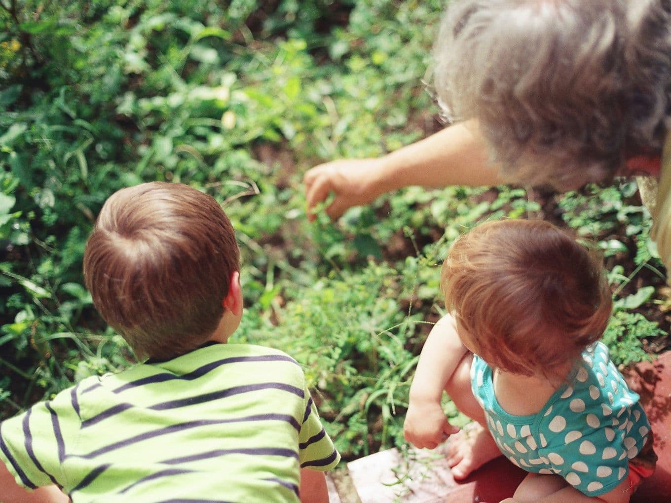 Two children with an adult in a garden, the adult pointing at plants. The children are focused on the direction pointed.