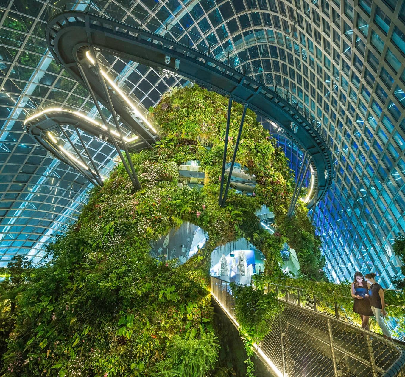 Plants growing inside the Cloud Forest botanical garden, Singapore