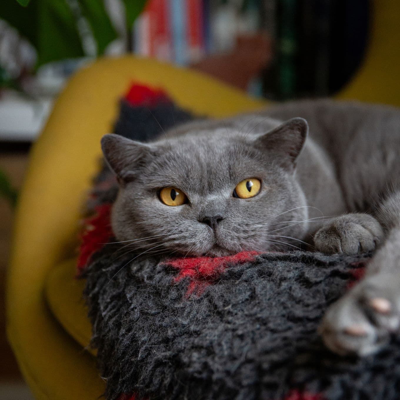 A dark grey cat snuggled in a furry black and red blanket, looking directly at the camera