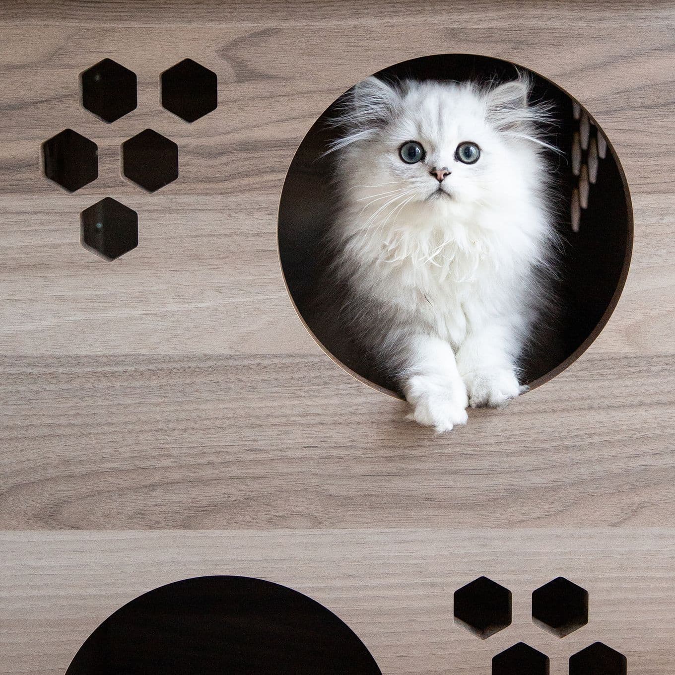 A small, white kitten appears through the window of a cat playhouse