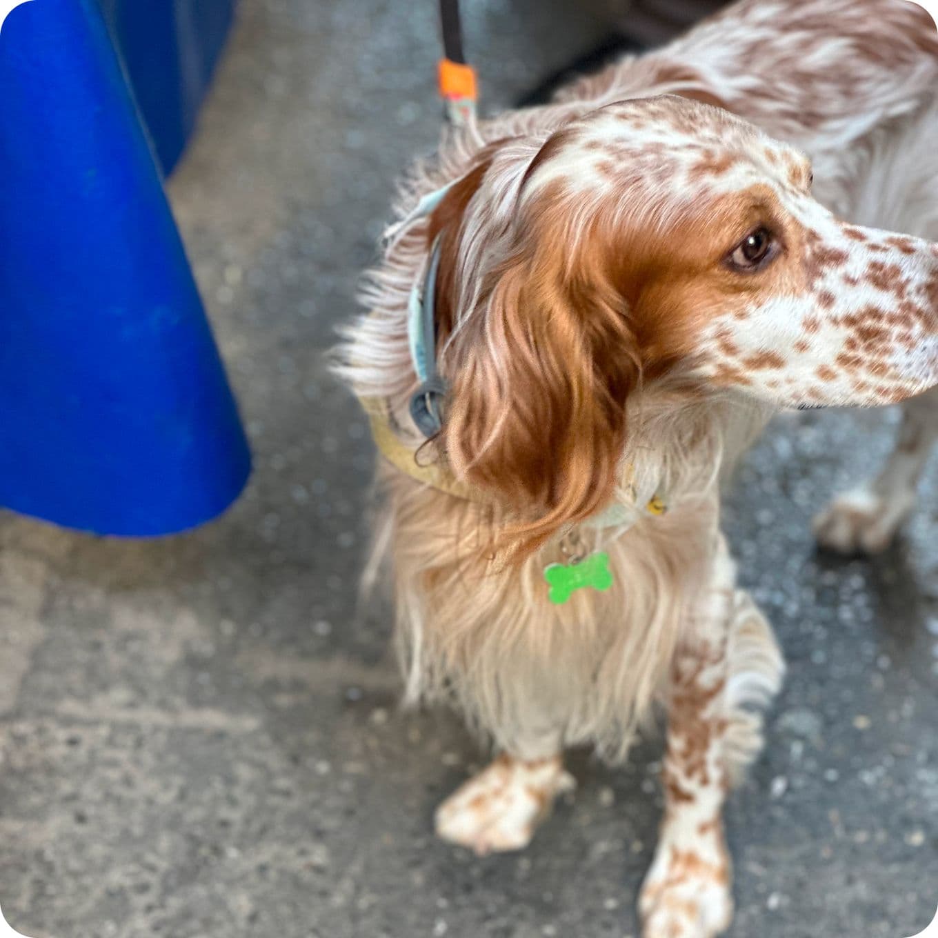 Brown and white spotted dog with long ears and a collar, standing on a textured surface, looking to the side.