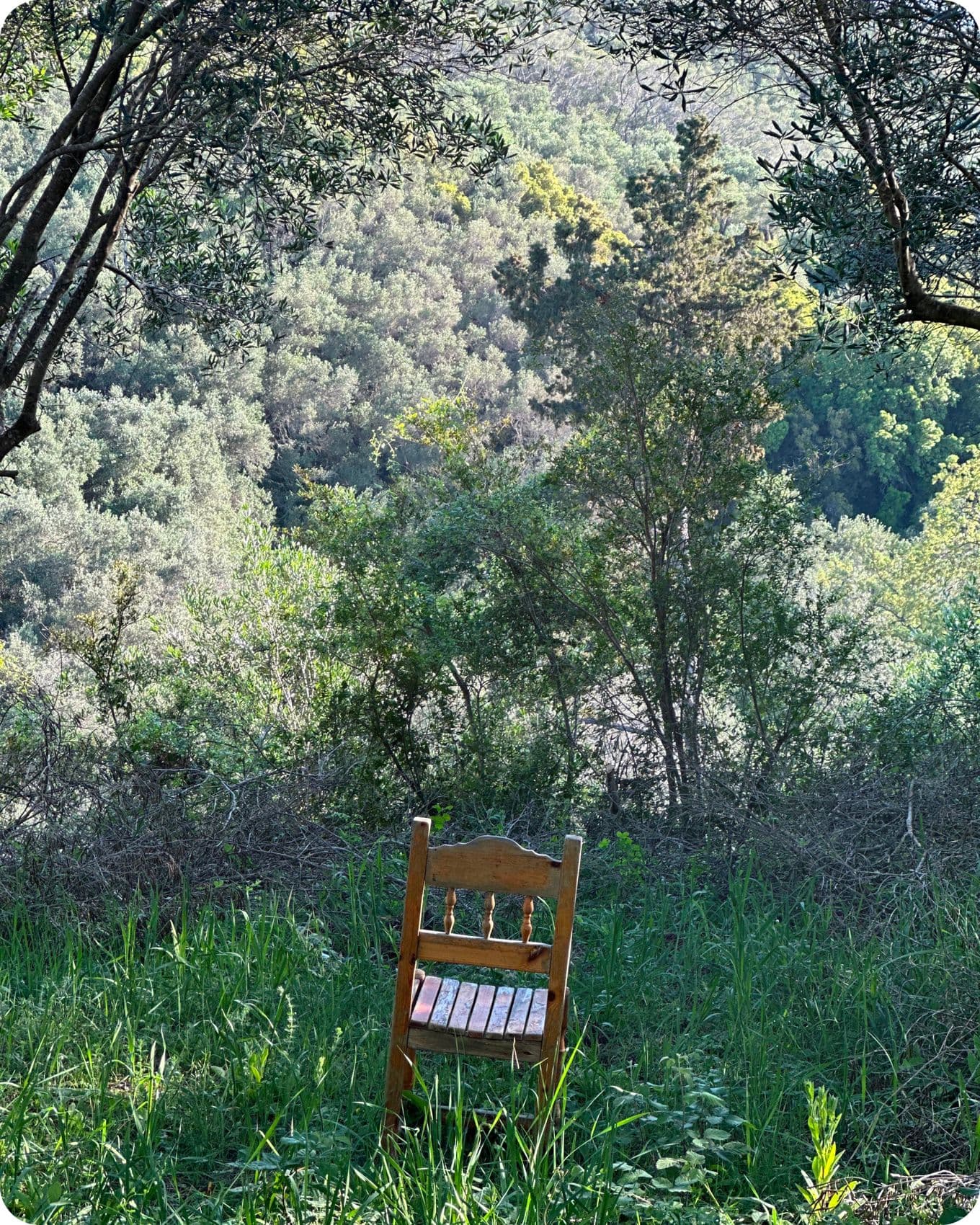 A wooden chair sits alone in a lush, green forest clearing, surrounded by dense trees and under a canopy of branches.