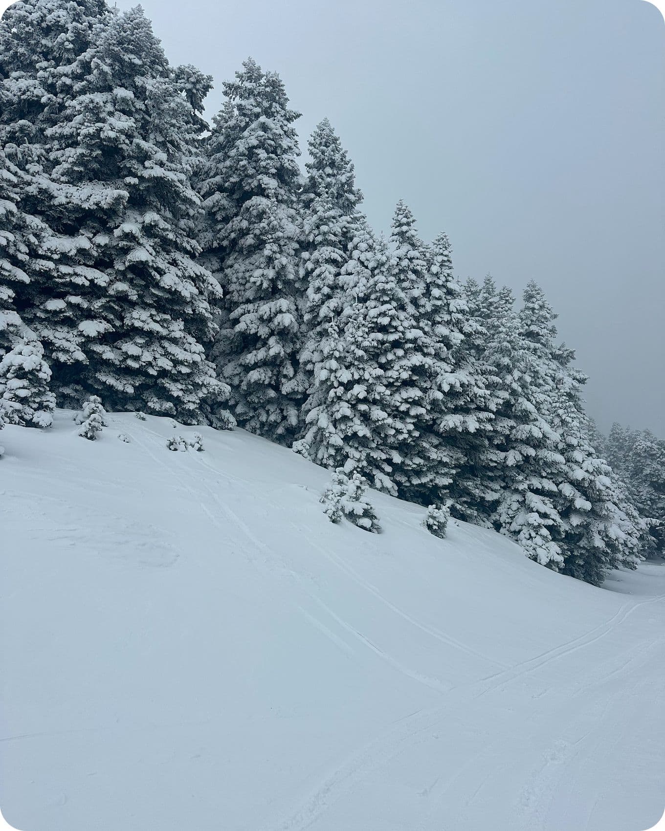 Snow-covered pine trees on a gentle slope under a gray sky, creating a serene winter landscape.