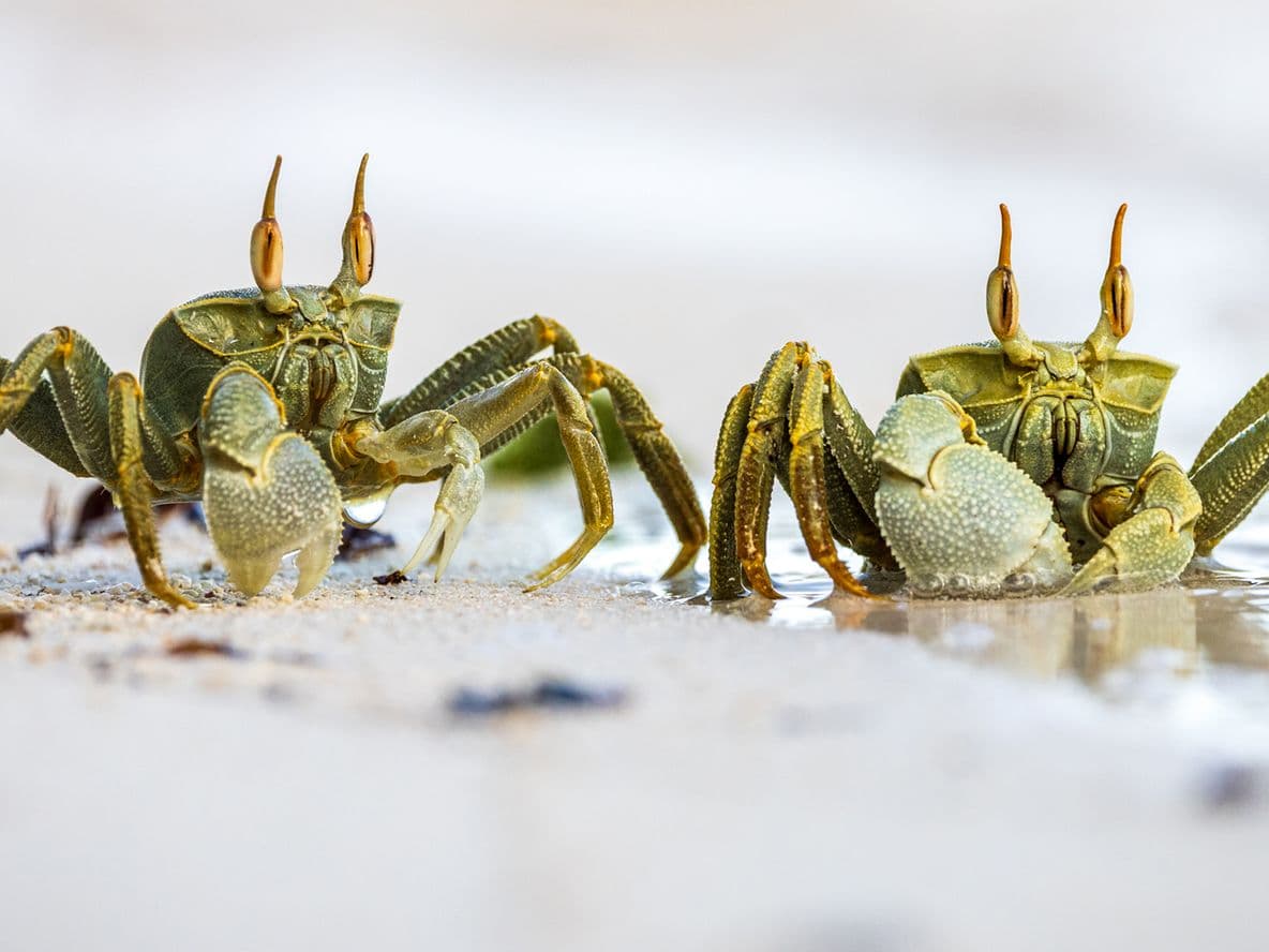 Two small crabs with raised claws stand on a sandy beach near the water's edge, surrounded by small bits of debris.