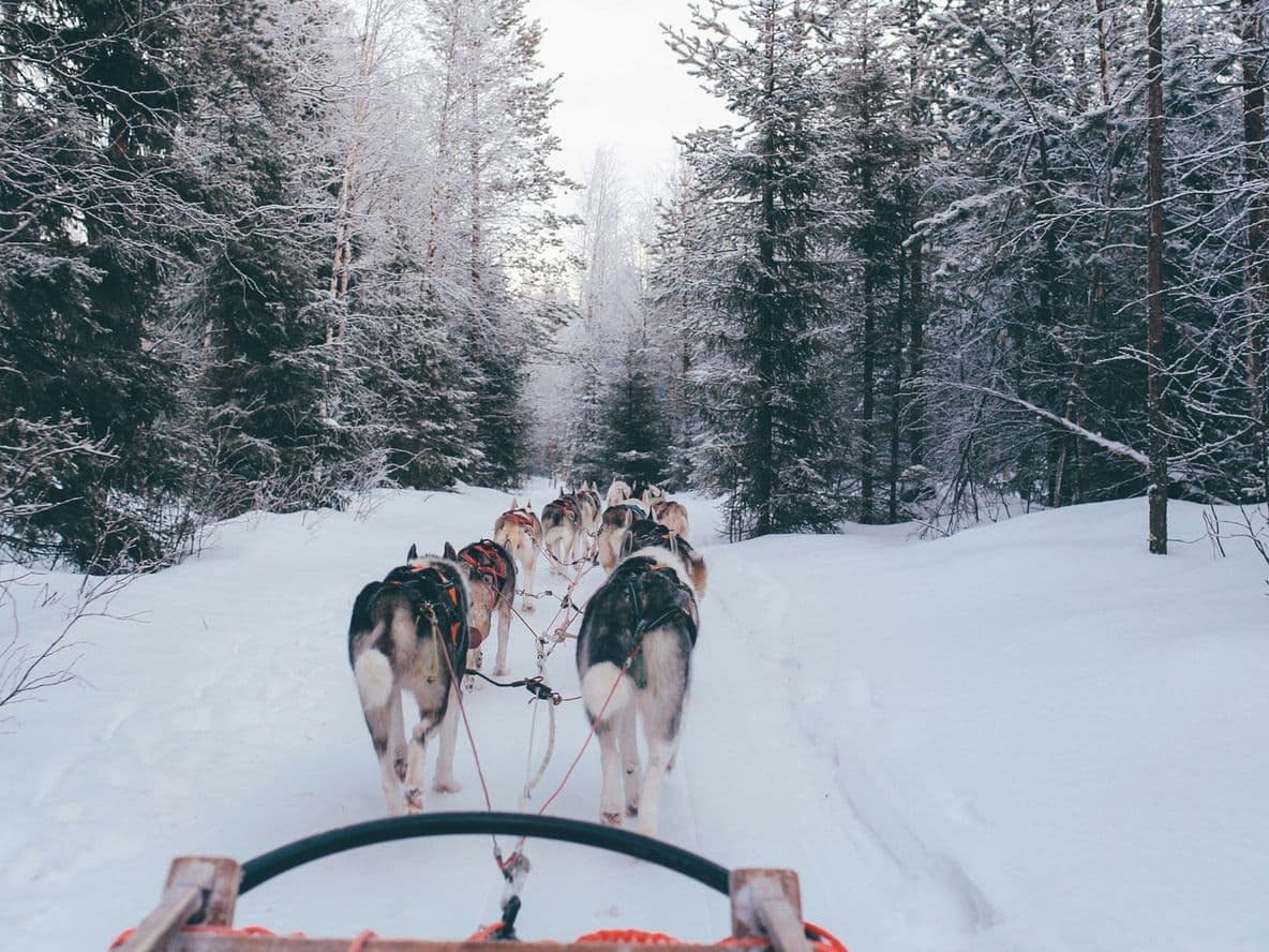 A team of sled dogs pulls a sled through a snowy forest trail, surrounded by tall, snow-covered trees under a cloudy sky.