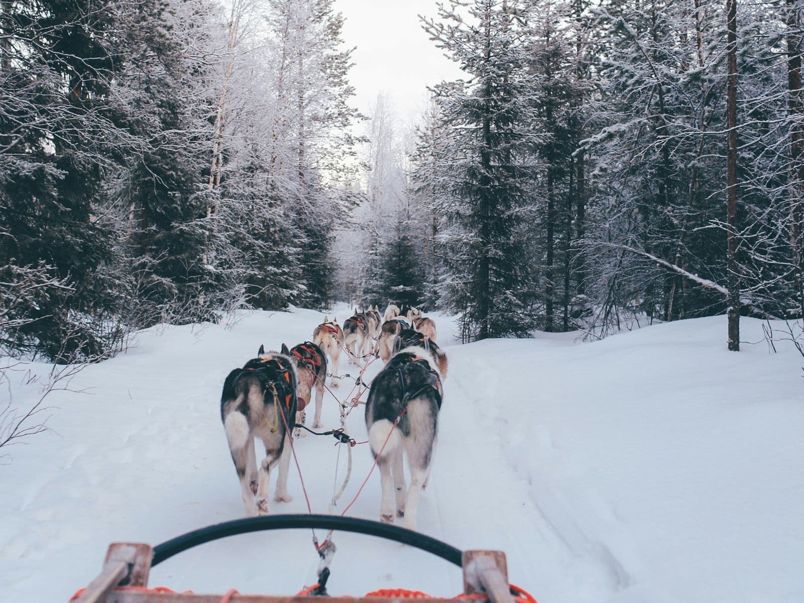 A team of sled dogs pulls a sled through a snowy forest trail, surrounded by tall, snow-covered trees under a cloudy sky.