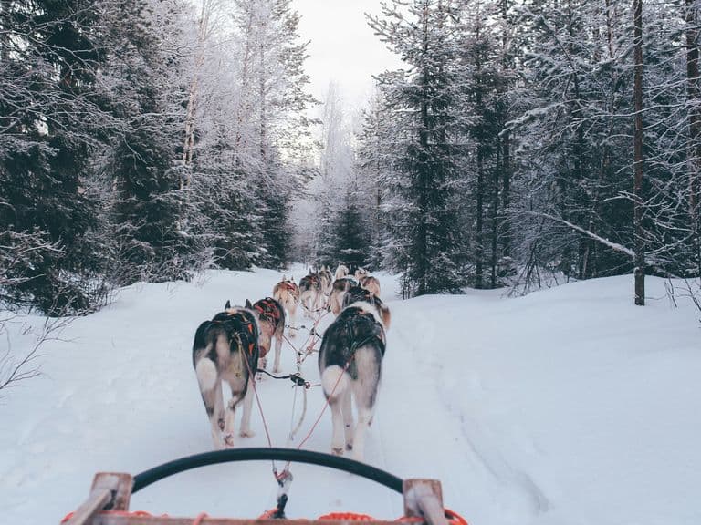 A team of sled dogs pulls a sled through a snowy forest trail, surrounded by tall, snow-covered trees under a cloudy sky.