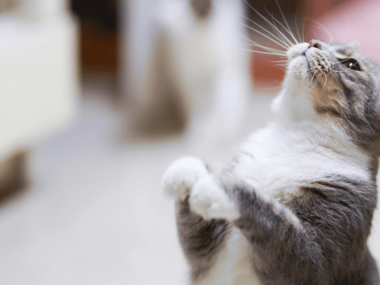 What is depth of field in photography?