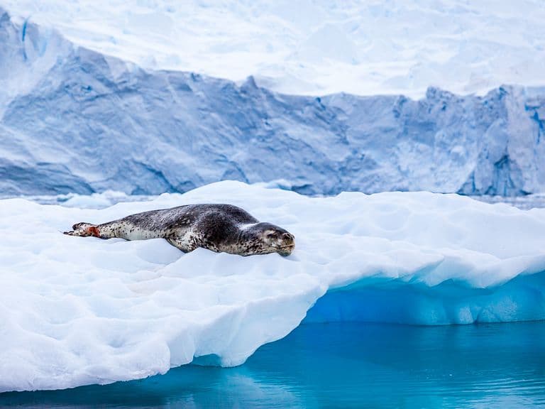 Seal resting on a floating ice sheet in a serene, icy landscape with blue water and snow-covered mountains in the background.