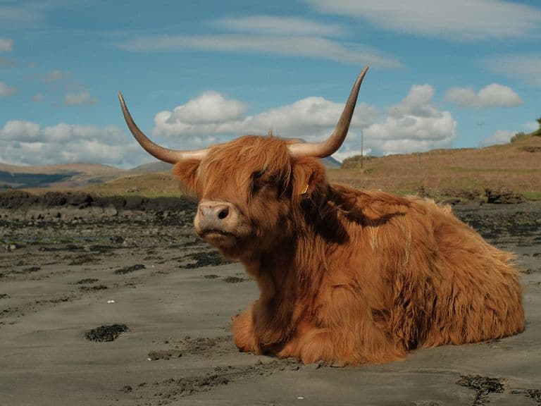Just a casual Highland cow taking a rest on the damp sand below the road on Mull_Liz Seabrook_1