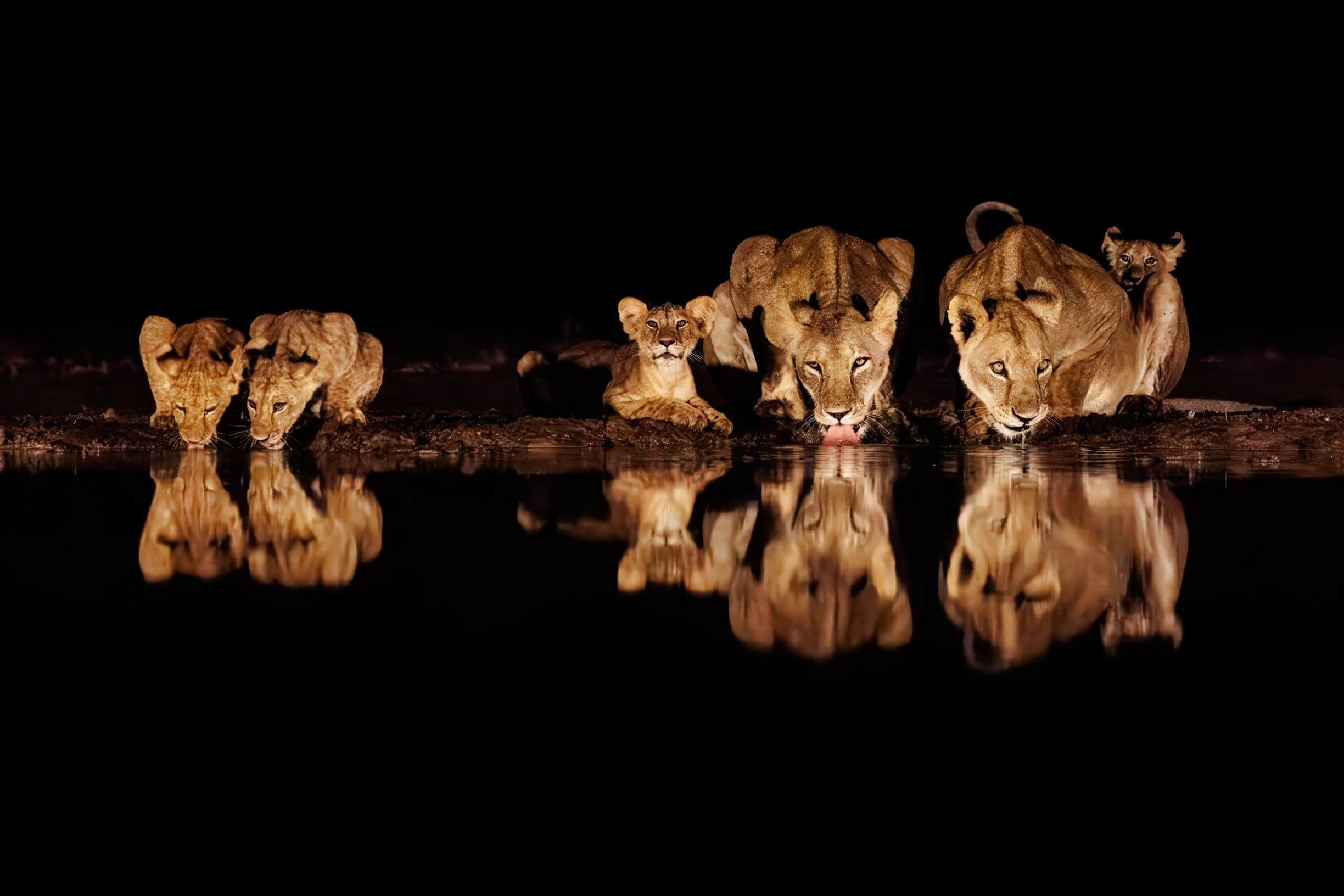Lions and cubs drink water at night, their reflections visible on the surface, against a dark background.