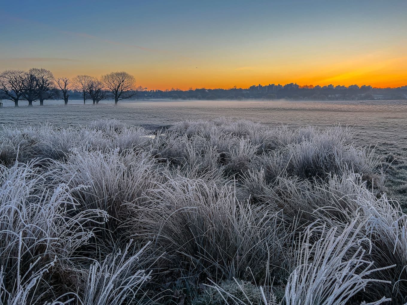 Golden Hour in London's Richmond Park