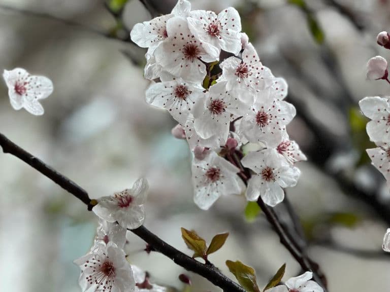 Meistere Tiefeneffekte mit deinem iPhone