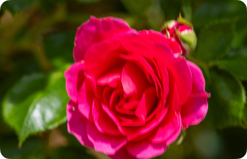 Blurry close-up of a vibrant pink rose in full bloom, surrounded by lush green leaves, softly lit by sunlight.