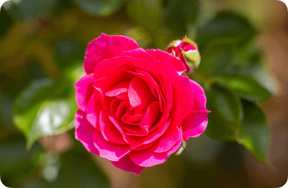 Close-up of a vibrant pink rose in full bloom, surrounded by glossy green leaves, with a soft-focus background.