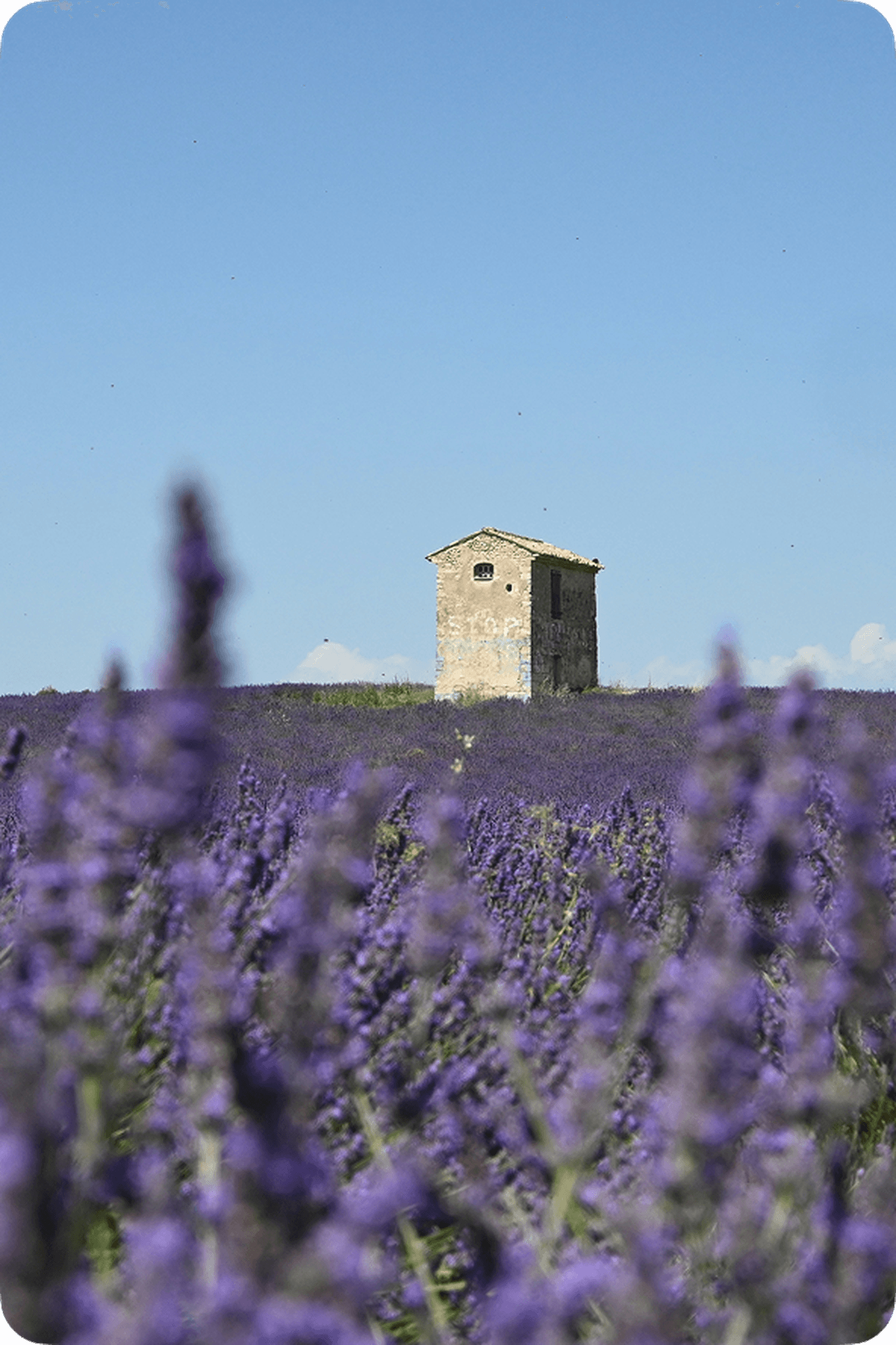 A small stone building stands in the middle of a vast lavender field under a clear blue sky.